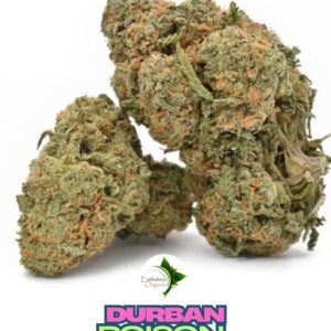 Bulk Premium THC-A Flower - Durban Poison 1oz